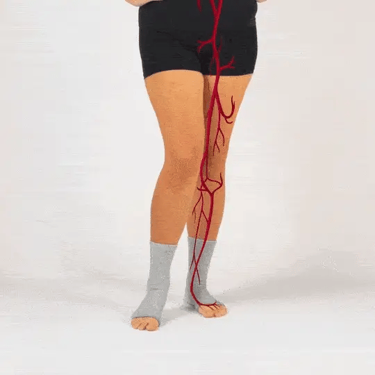 Animated veins in a leg showing circulation in the foot
